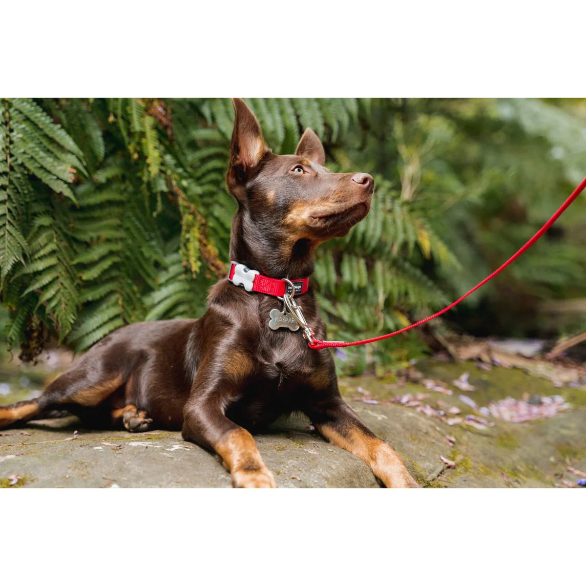 Médaille pour chien en acier inoxydable en forme d'os