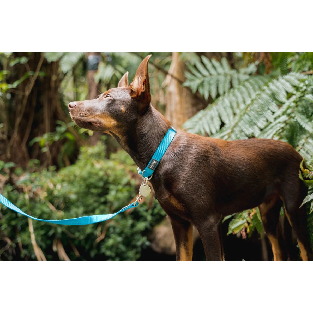 Médaille pour chien en acier inoxydable en forme de rond